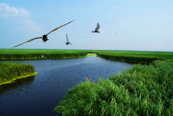 安達(dá)濕地2.jpg